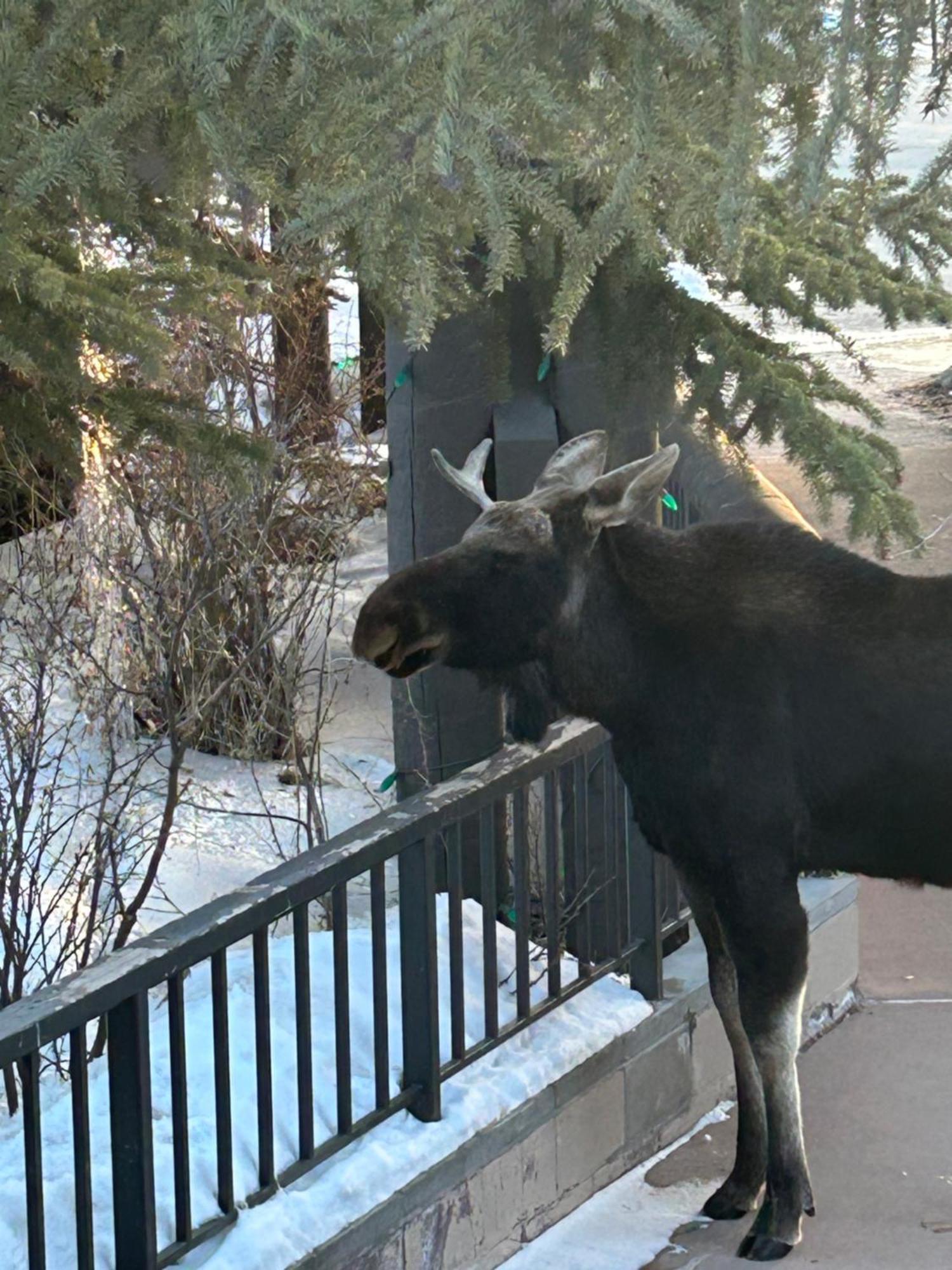 Buffalo Lodge 8320 By Summitcove Lodging Кістон Екстер'єр фото